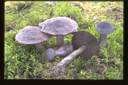 Picture of Cortinarius violaceus