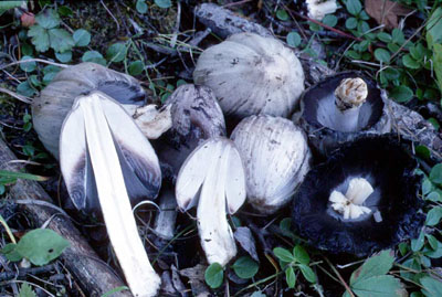 Picture of Coprinus atramentarius