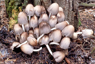 Picture of Coprinus atramentarius