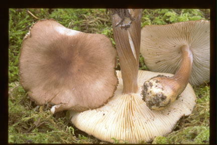 Picture of Collybia butyracea