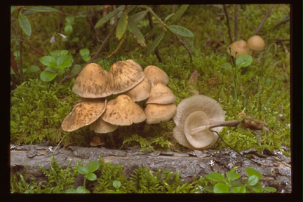 Picture of Collybia confluens