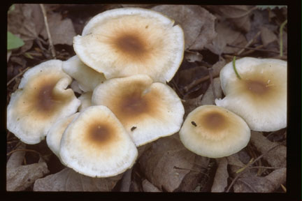 Picture of Collybia dryophila