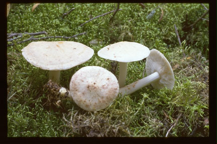 Picture of Collybia maculata