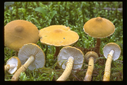 Picture of Cystoderma amianthinum
