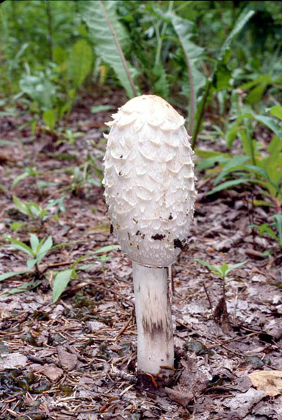 Picture of Coprinus comatus 