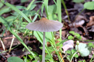 Picture of Coprinus lagopus