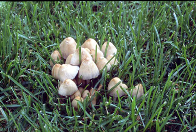 picture of Coprinus micaceus