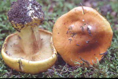 Picture of Cortinarius autoturbinatus