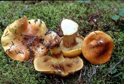 Picture of Cortinarius autoturbinatus