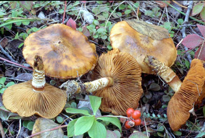 Picture of Cortinarius collinitus