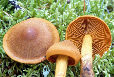 Picture of Cortinarius croceofolius