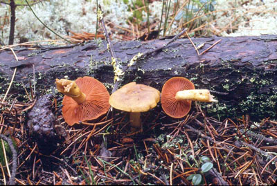 Picture of Cortinarius semisanguineus