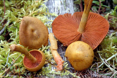 Picture of Cortinarius semisanguineus