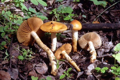 Picture of Cortinarius trivialis