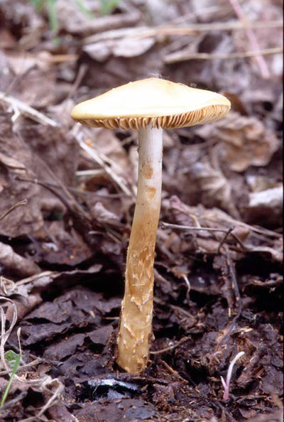 Picture of Cortinarius trivialis