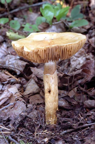 Picture of Cortinarius trivialis