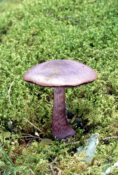 Picture of Cortinarius violaceus