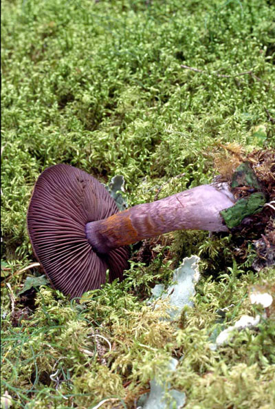 Picture of Cortinarius violaceus