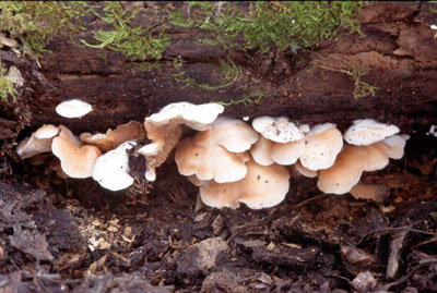 Picture of Crepidotus applantus