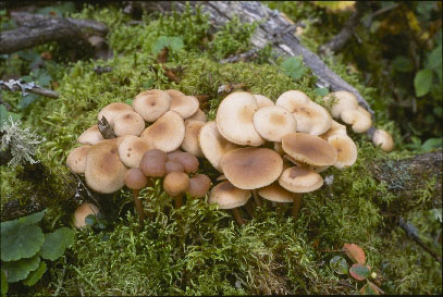 Picture of Collybia acervata