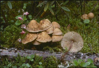 Picture of Collybia confluens