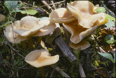 Picture of Collybia dryophila