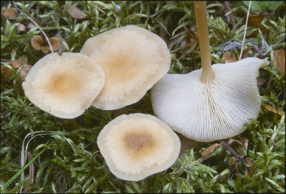 Picture of Collybia dryophila