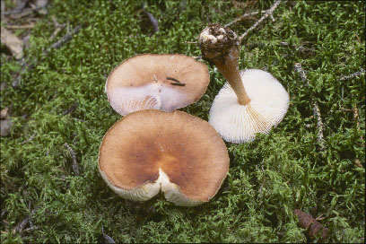 Picture of Collybia butyracea