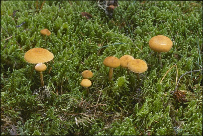 Picture of Cystoderma amianthinum