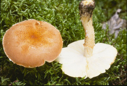 Picture of Cystoderma cinnabarinum