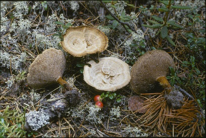 Picture of Coltricia cinnamomea