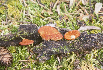 picture of Crepidotus cinnabarinus