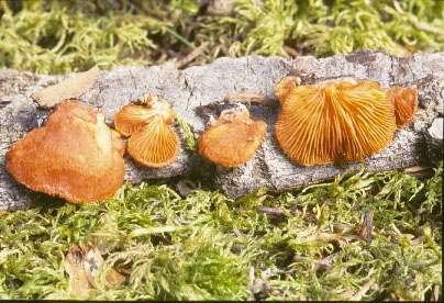 Picture of Crepidotus cinnabarinus