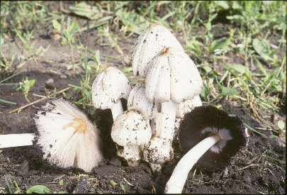 Picture of Coprinus atramentarius