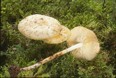 Picture of Collybia maculata