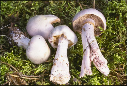 Picture of Cortinarius alboviolaceus