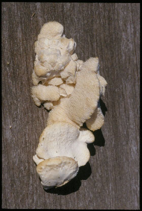 Picture of Creolophus cirrhatus