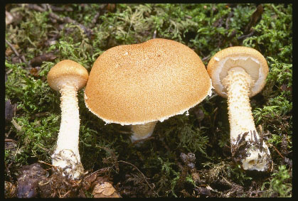 Picture of Cystoderma cinnabarinum