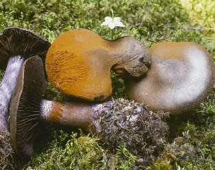 Picture of Cortinarius violaceus