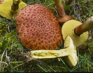 Picture of fuscoboletinus spectabilis