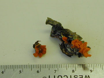 Picture of Dacrymyces palmatus