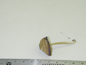 Picture of Entoloma trachyosperman