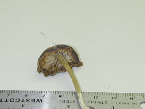 Picture of Entoloma trachosperman