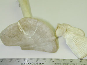 Picture of Entoloma griseum