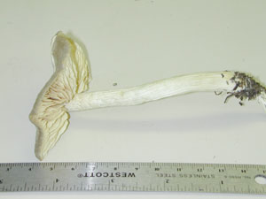 Picture of Entoloma griseum