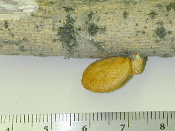 Picture of Favolus alveolaris