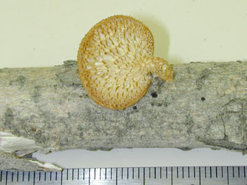 Picture of Favolus alveolaris