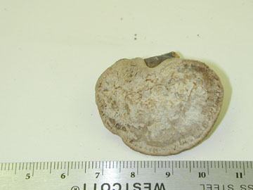 picture of Fistulina sp