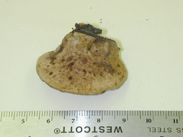 Picture of Fistulina sp