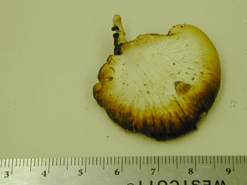 Picture of Fistulina sp